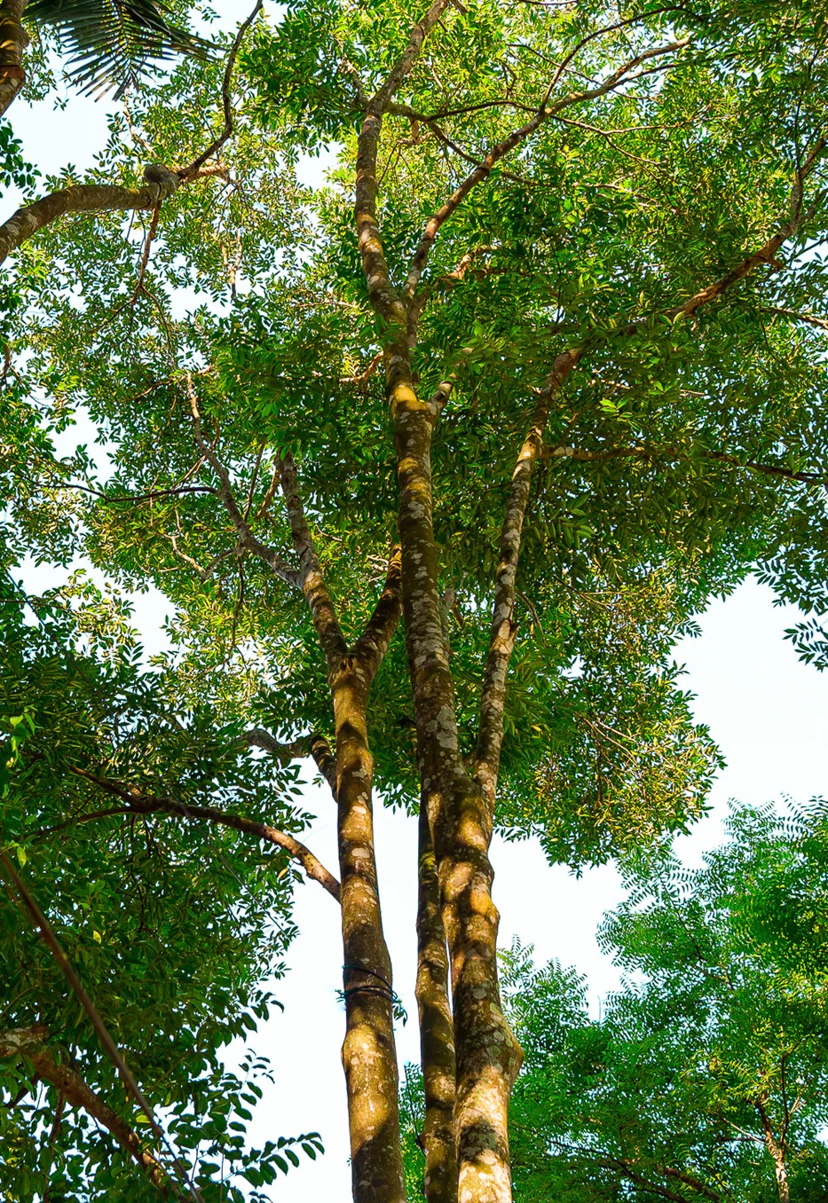 Agarwood Tree