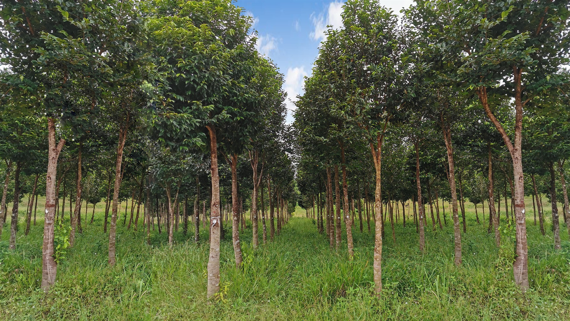Pragati Horticulture Park