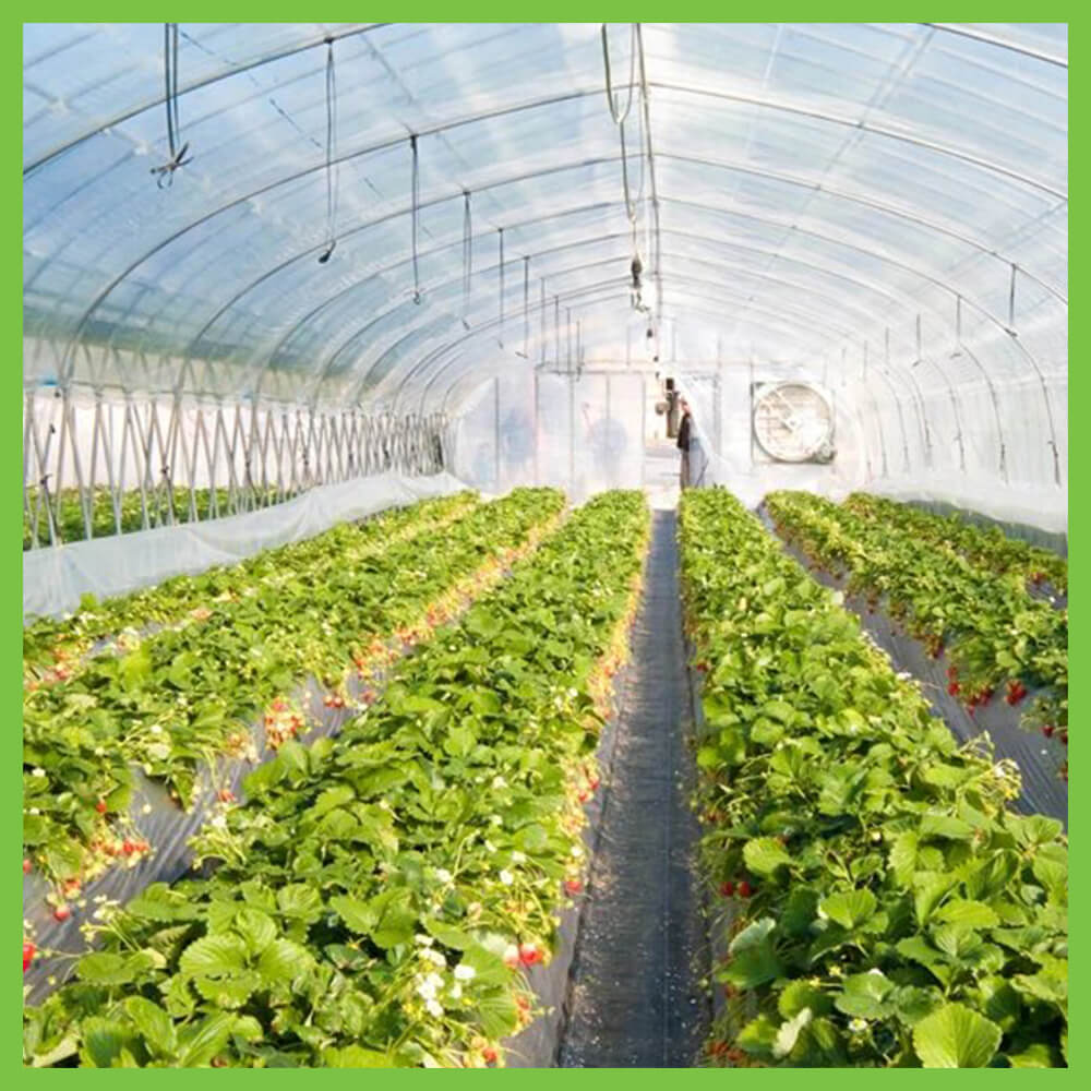 Hydroponic farming in india